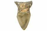 Partial, Fossil Megalodon Tooth - North Carolina #381540-1